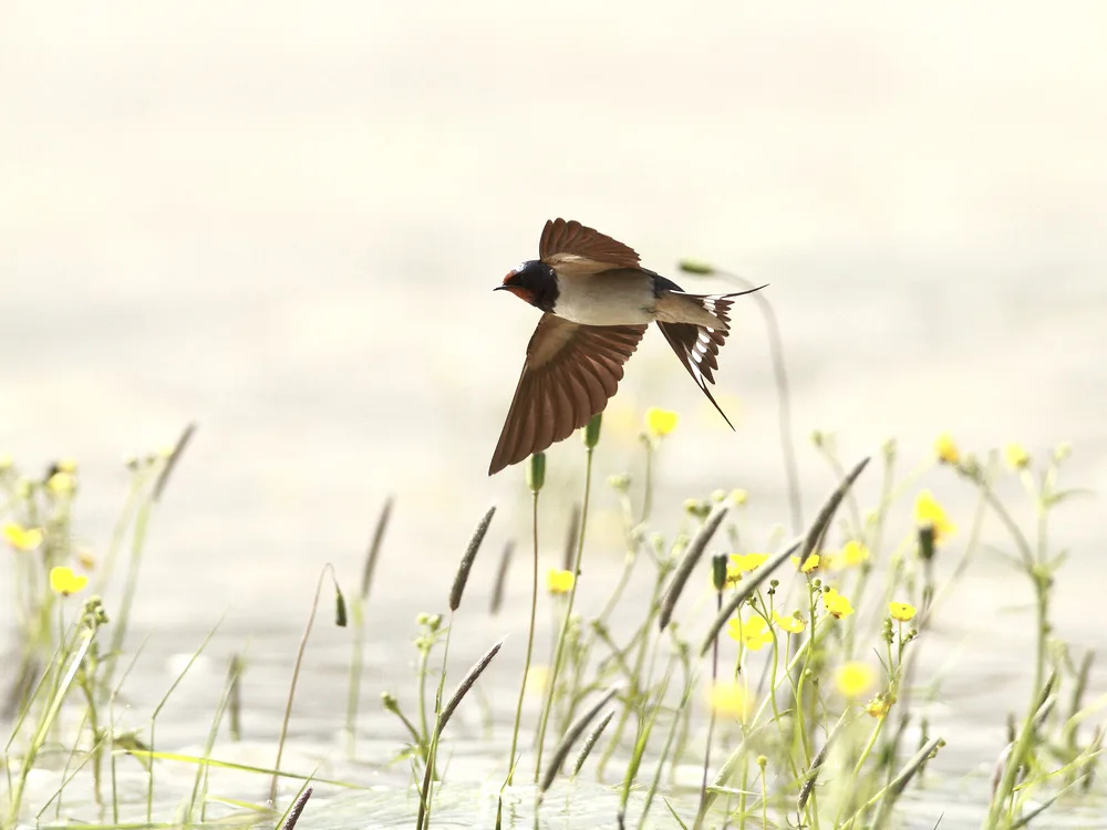 photo d'une Hirondelle rustique