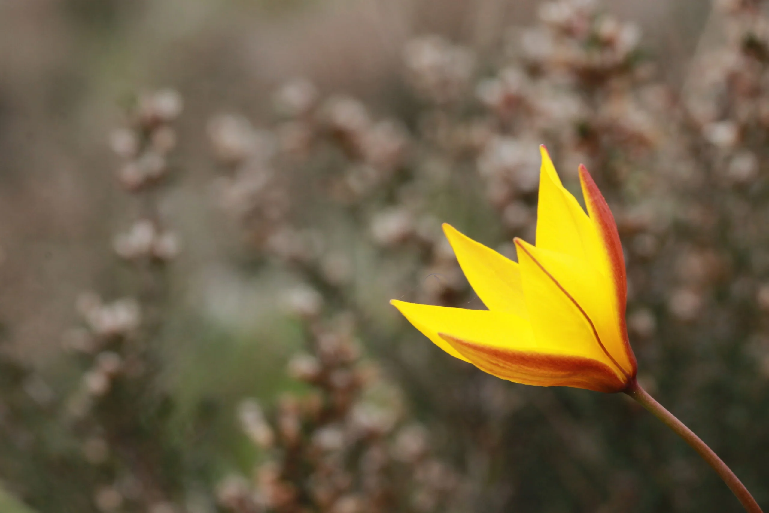 BSu_2013_Pont Barré_Tulipa sylvestris subsp australis (2) BSu_2013_Pont Barré_Tulipa sylvestris subsp australis (2)