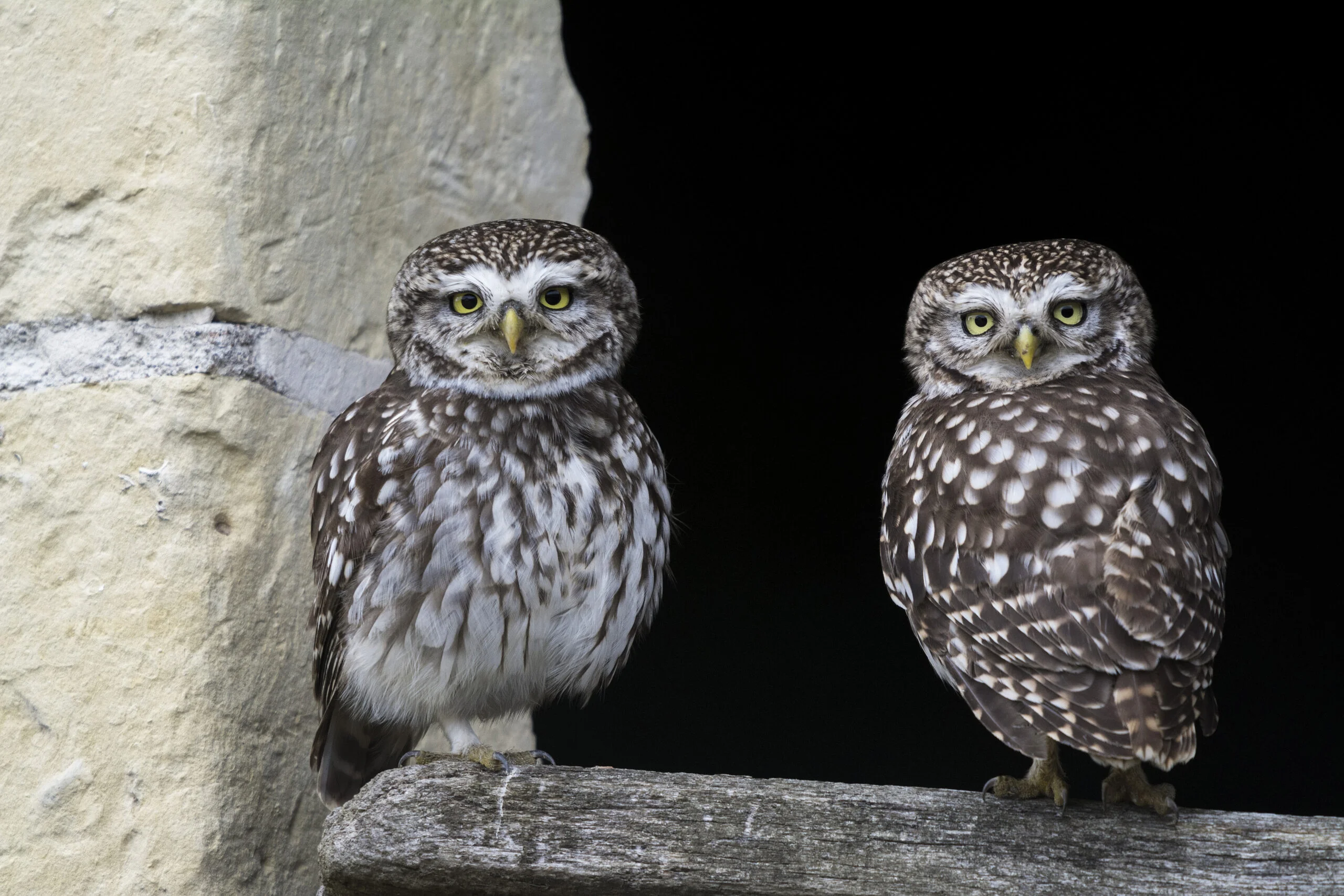 RapatrieurBenevole1080x720