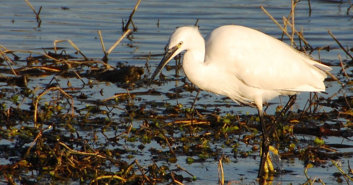 Aigrette-garzette-BMa