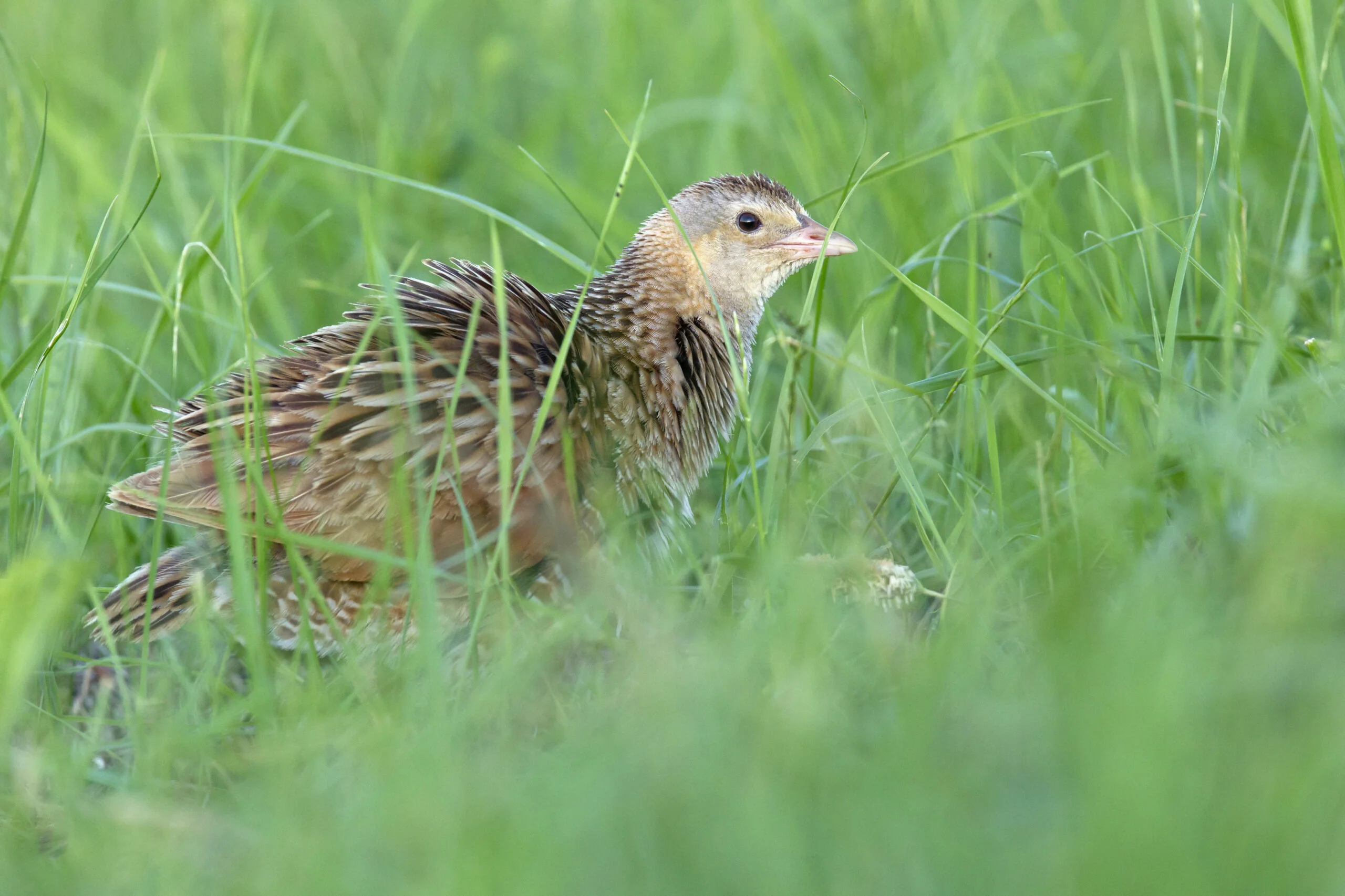 Râle des genêts chante; Crex crex