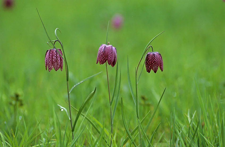 Fritillaire pintade 60320
