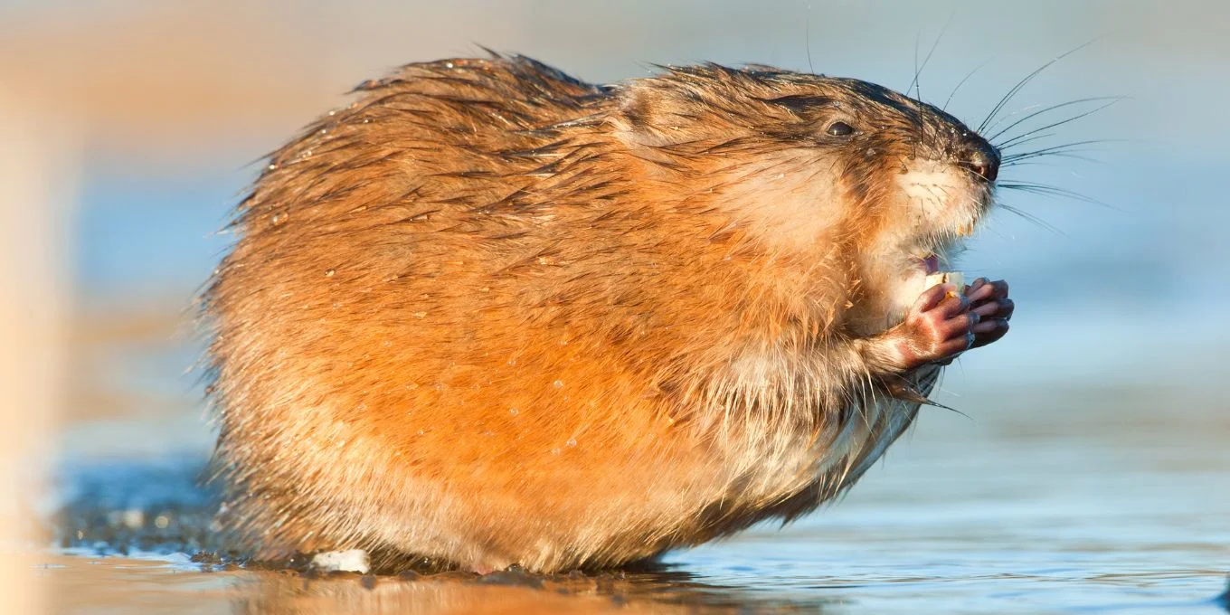 RatMusqué