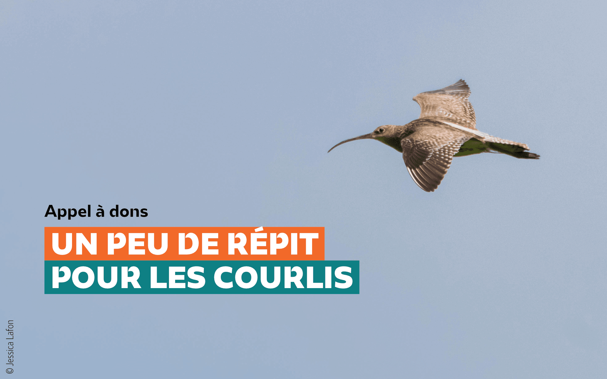 COURLIS_NEWSLETTER2048x1280_PNG COURLIS_NEWSLETTER2048x1280_PNG