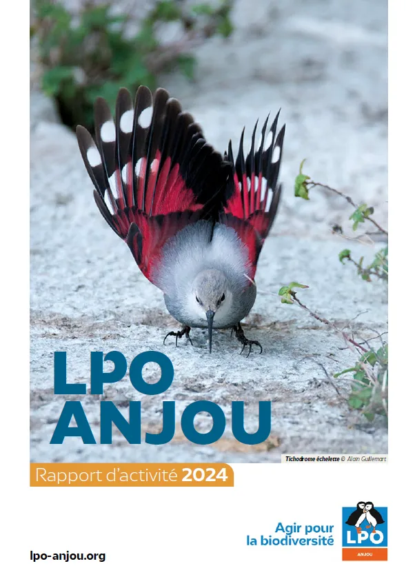 Courrier_de_l’ouest_05_11_19_l’oiseau s’invite aux municipales
