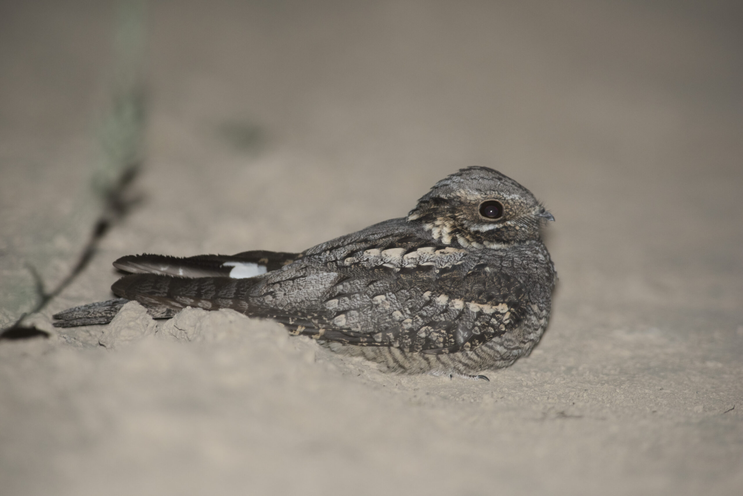 RBo_2013_BVA_La Baillie (3)