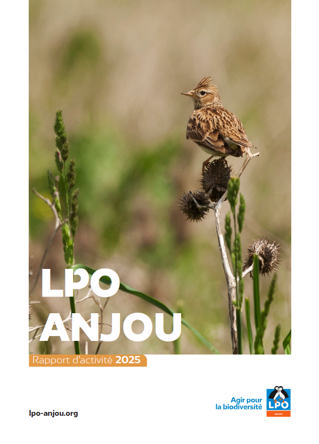 Courrier_de_l’ouest_05_11_19_l’oiseau s’invite aux municipales