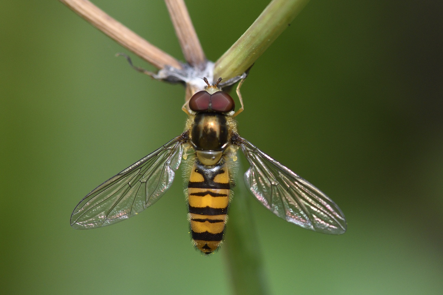 Syrphus balteatus © Didier Ferrand