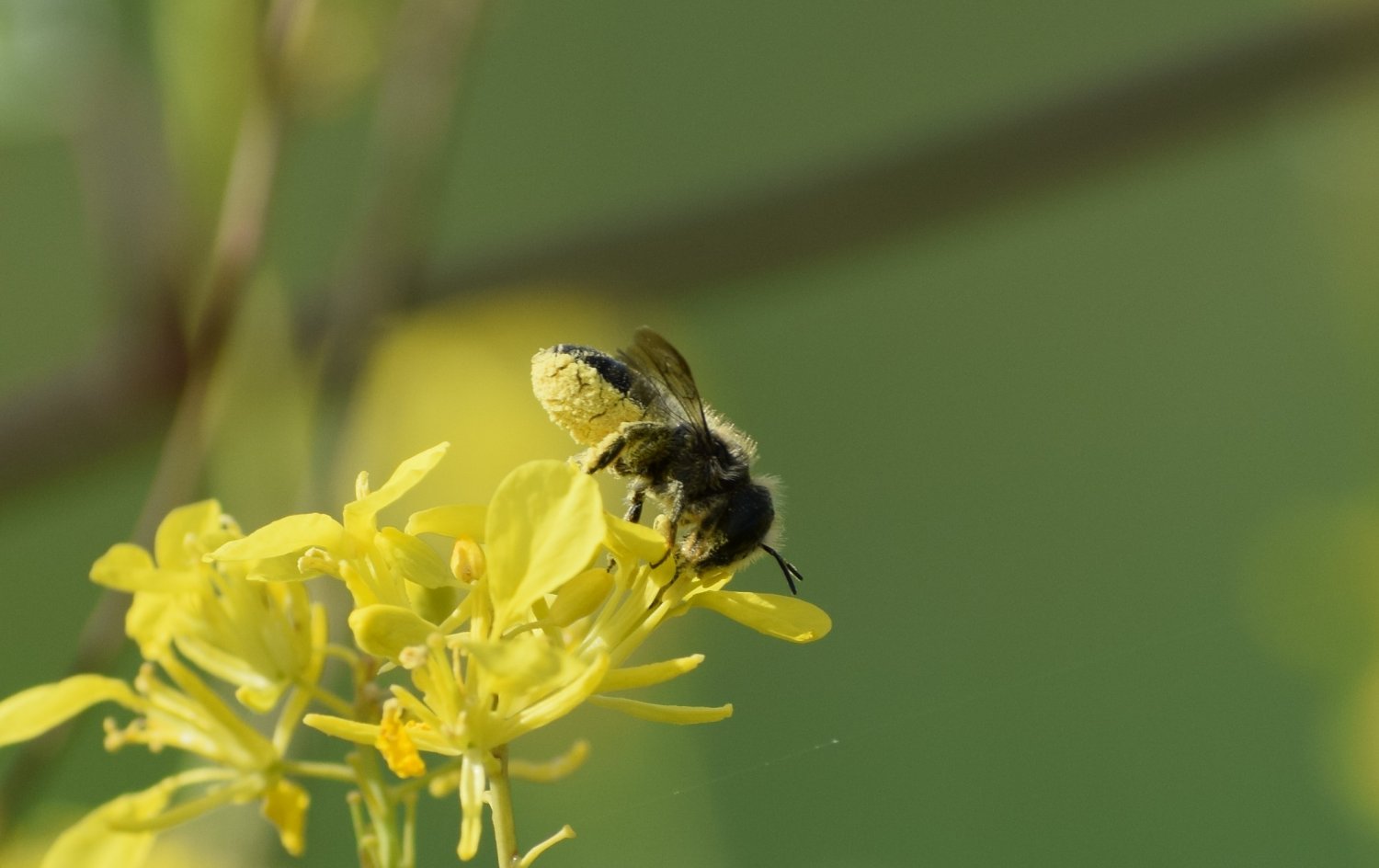 Osmia bevicornis © Elodie Richard
