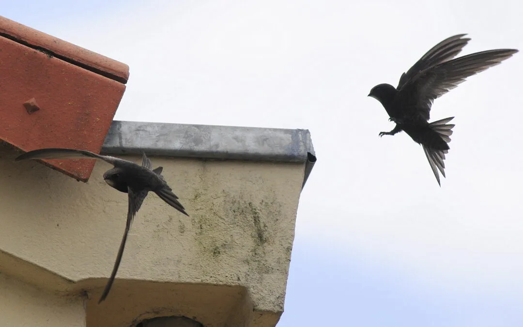 Alerte canicule : Martinets noirs en détresse !