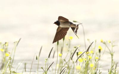 Pour que nous puissions connaître encore le bonheur du retour du printemps annoncé par les Hirondelles !