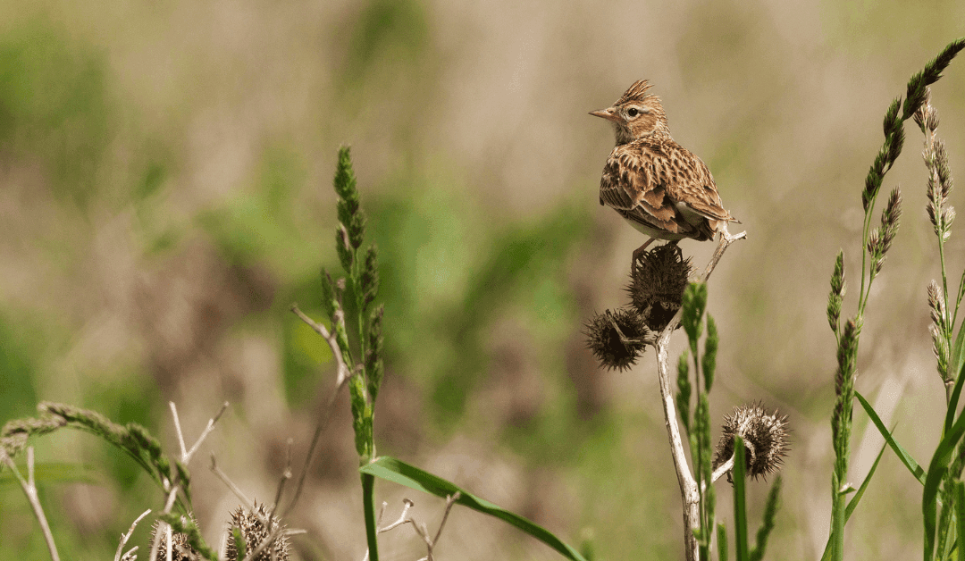 Le Conseil d’État sonne le glas du piégeage traditionnel des oiseaux sauvages en France