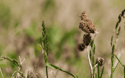 Le Conseil d’État sonne le glas du piégeage traditionnel des oiseaux sauvages en France