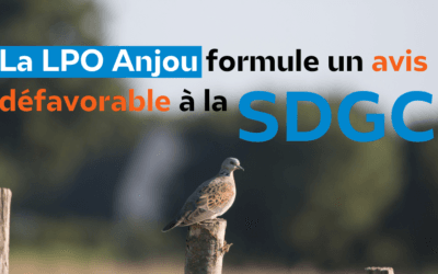 Appel aux adhérents et sympathisants LPO : vous pouvez contribuer à mieux encadrer la pratique de la chasse !