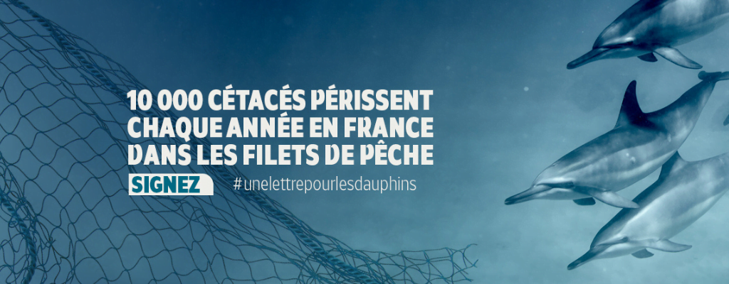 Échouage de dauphins : Allain Bougrain Dubourg lance une lettre citoyenne pour interpeller le président de la République