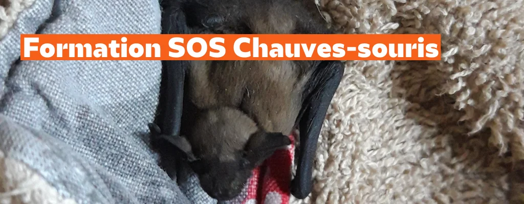 Formation « Ambassadeurs SOS Chauves-souris et Sentin’ailes de la Nuit »