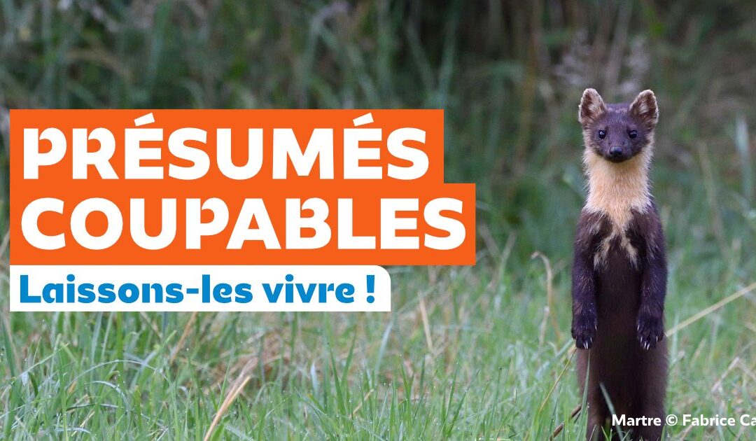 Présumés coupables ? laissons-les vivre !