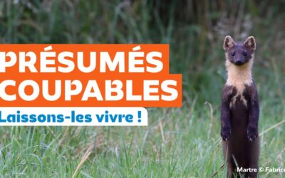 Présumés coupables ? laissons-les vivre !