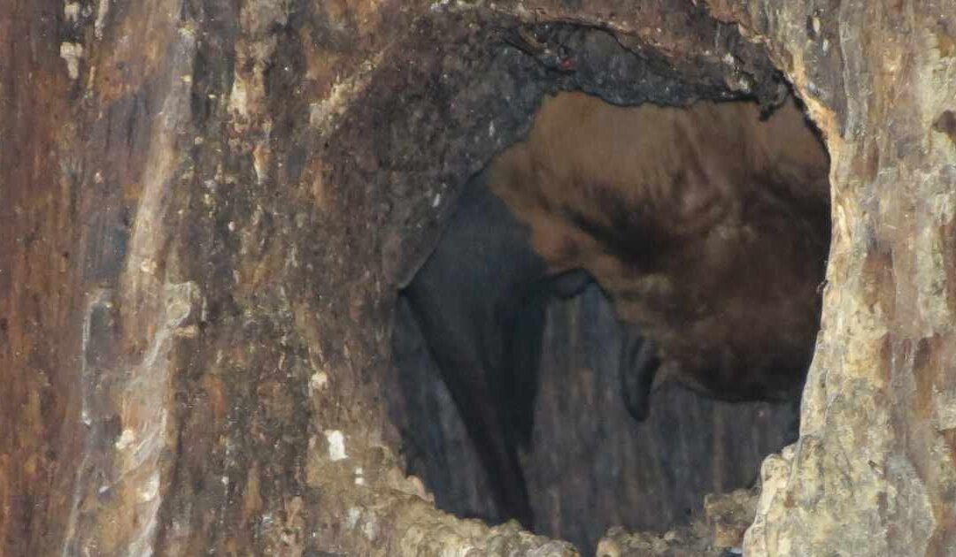 Préserver les arbres pour une chauve-souris menacée : préservez la Noctule commune !