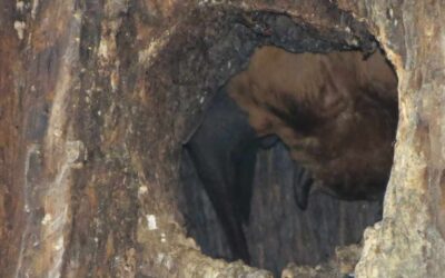 Préserver les arbres pour une chauve-souris menacée : préservez la Noctule commune !