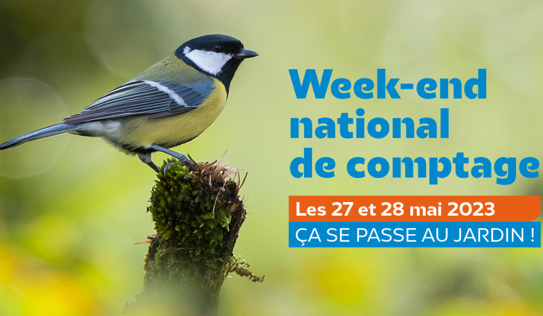 Les 27 et 28 mai 2023, c’est le comptage national des oiseaux des jardins