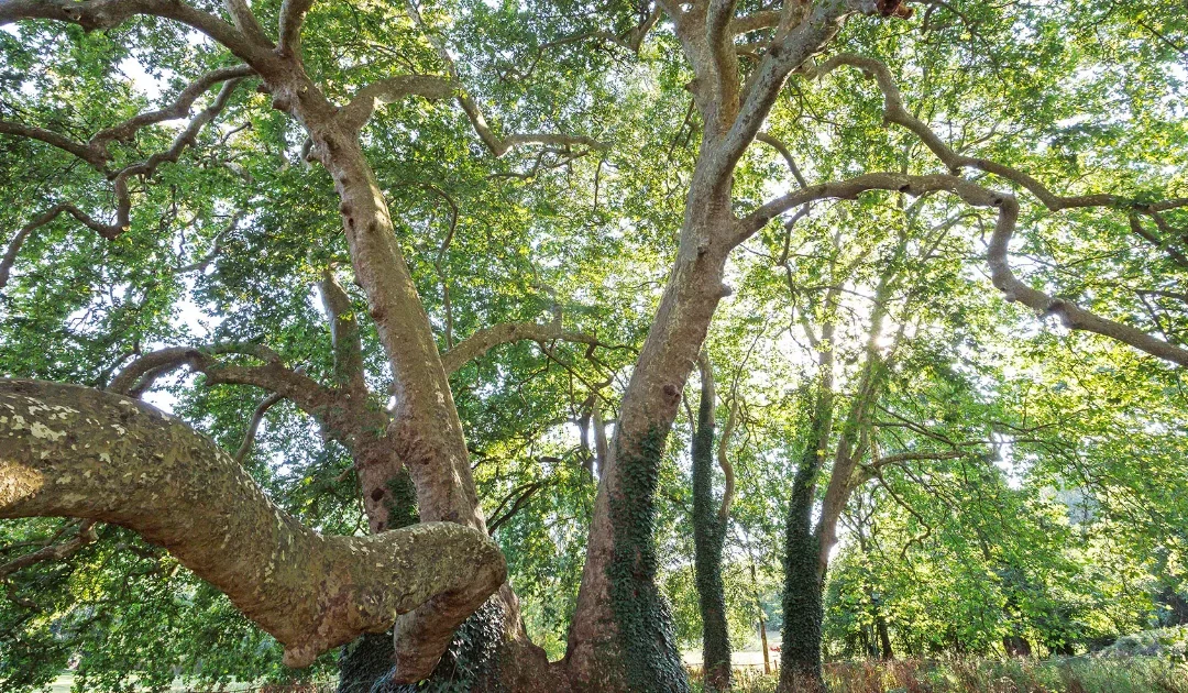 Découvrez la biodiversité de Maine-et-Loire avec la LPO Anjou