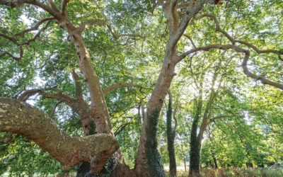 Découvrez la biodiversité de Maine-et-Loire avec la LPO Anjou