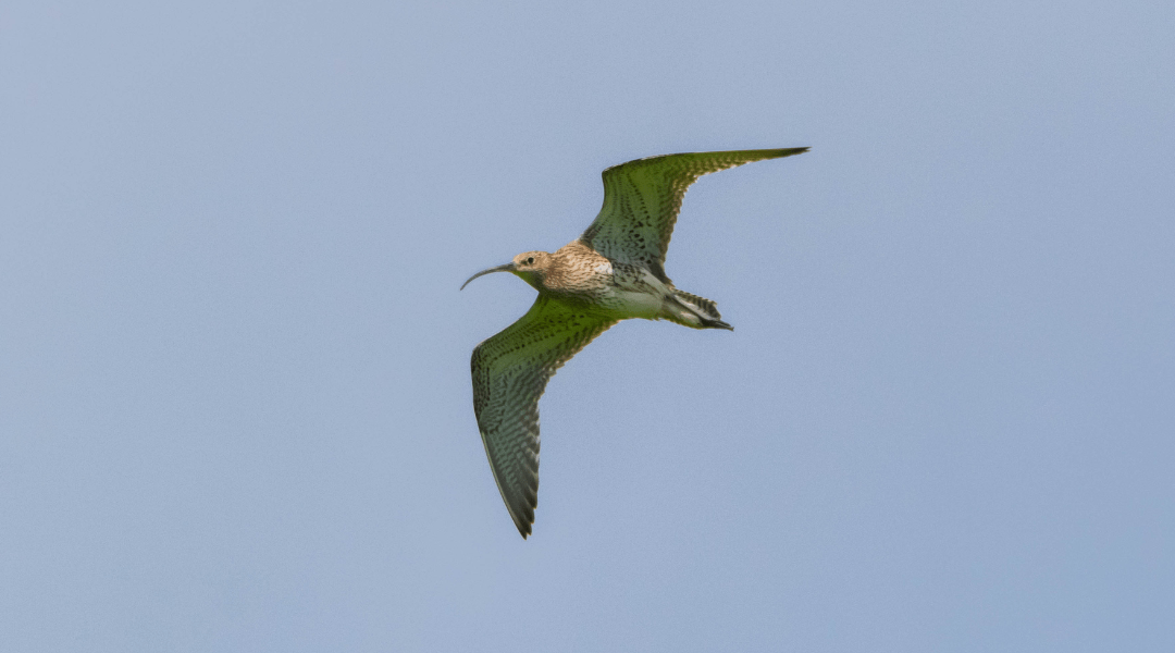 Bientôt le retour des oiseaux de plaine !