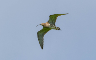 Bientôt le retour des oiseaux de plaine !