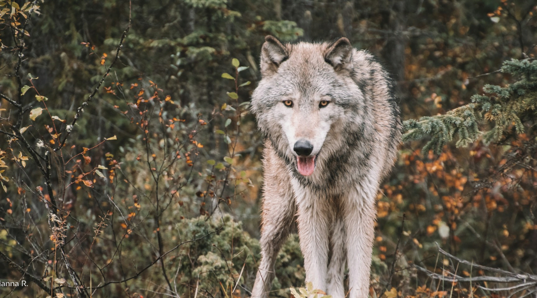 Le loup doit rester une espèce strictement protégée