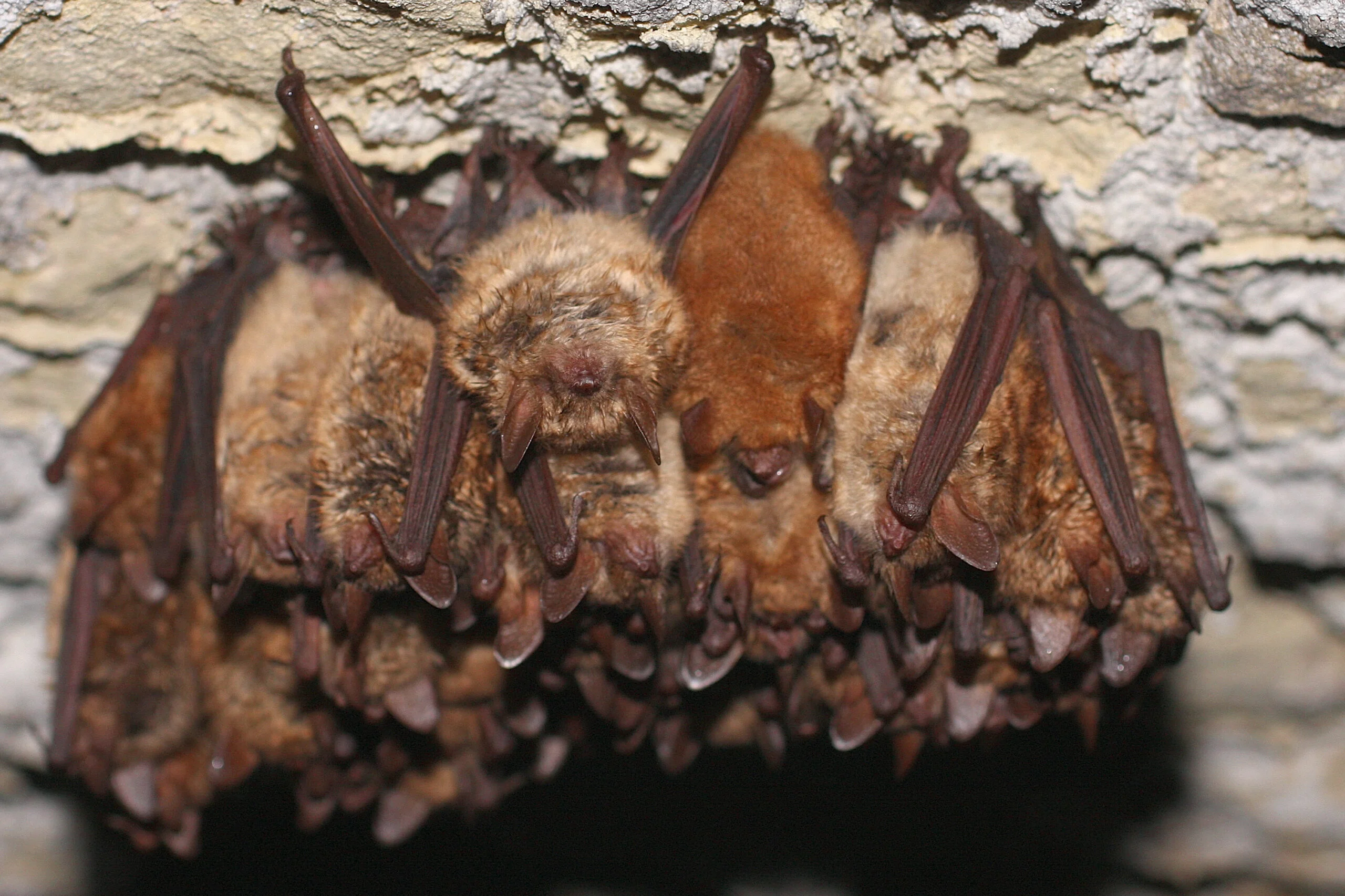 LMP_Pipistrelle commune