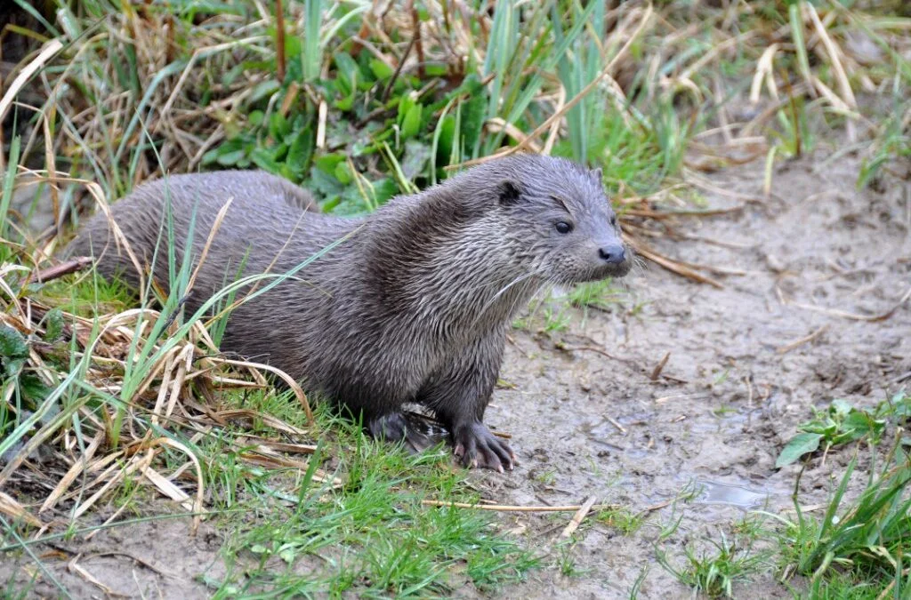 Un article pour la Loutre d&rsquo;Europe