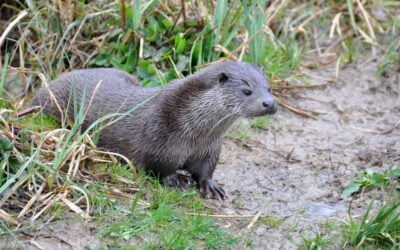 Un article pour la Loutre d’Europe