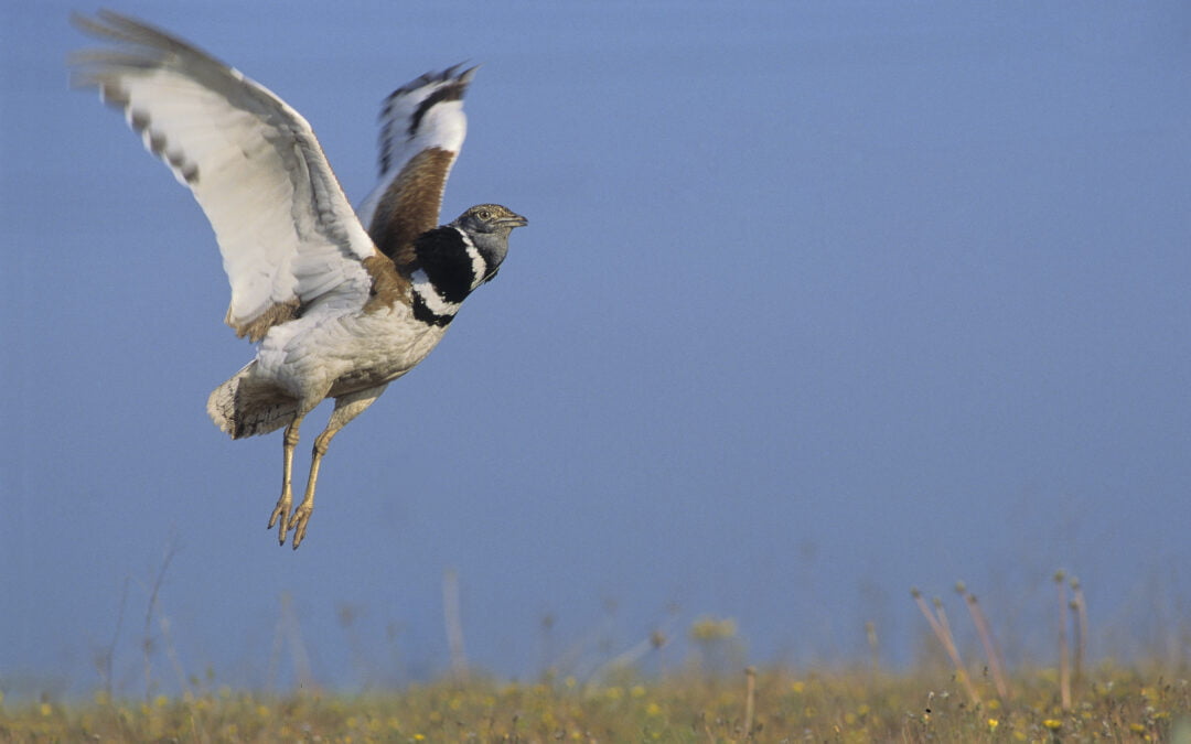 Offre de stage : étude et conservation des oiseaux de plaine de la Champagne de Méron, site Natura 2000