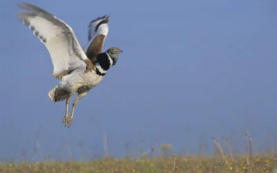 [POURVU] Offre de stage : étude et conservation des oiseaux de plaine de la Champagne de Méron, site Natura 2000