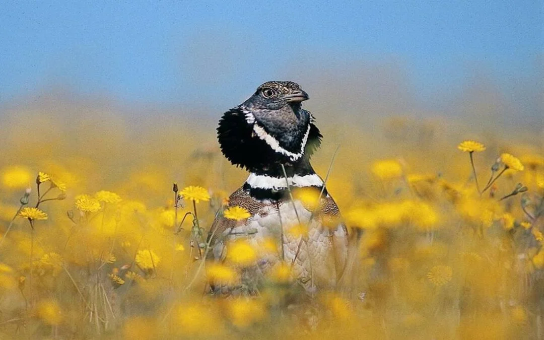 Offre de stage : étude des populations d’oiseaux de plaine de la Champagne de Méron, site Natura 2000 (49).