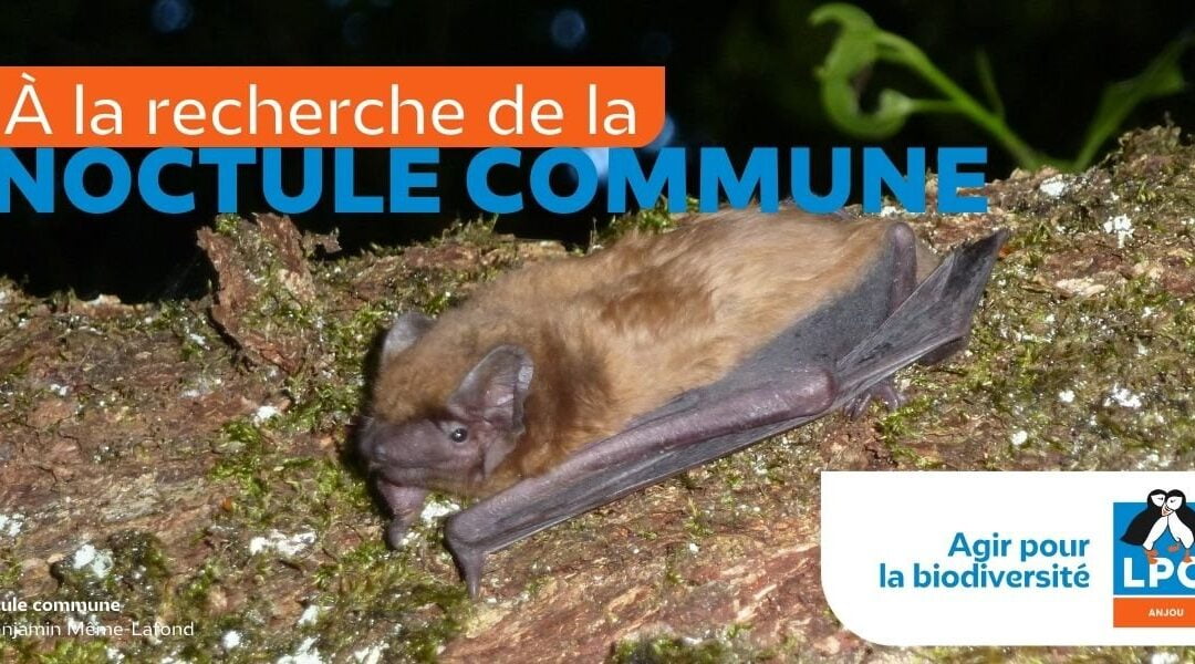 À la recherche de la Noctule commune