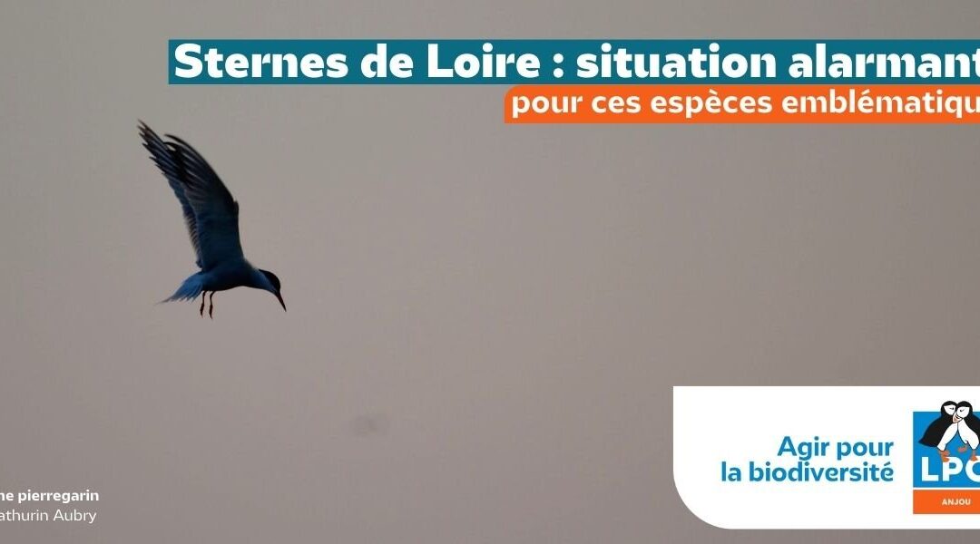 Sternes de Loire : situation alarmante pour ces espèces emblématiques