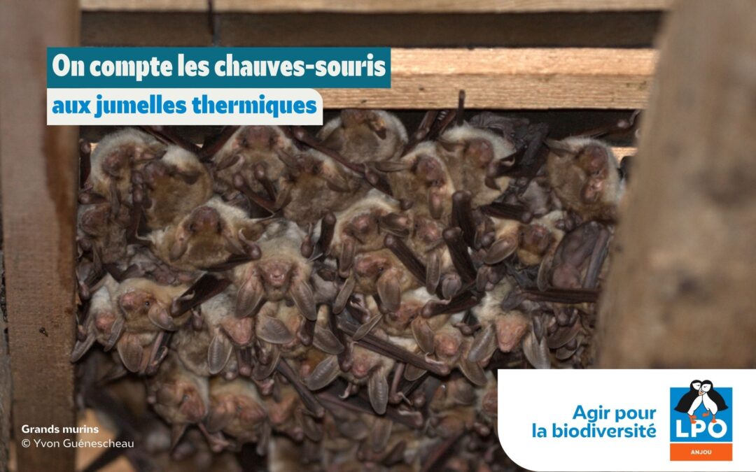 On compte les chauves-souris aux jumelles thermiques