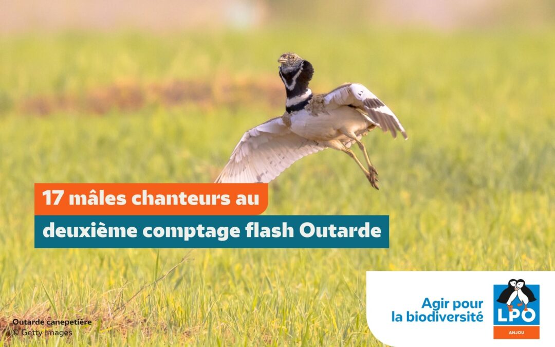 17 mâles chanteurs au deuxième comptage flash Outarde