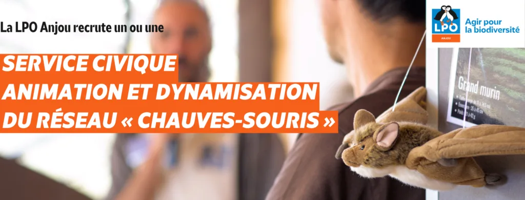 La LPO Anjou recrute une ou un service civique Animation et Dynamisation du réseau « chauves-souris » en Maine-et-Loire