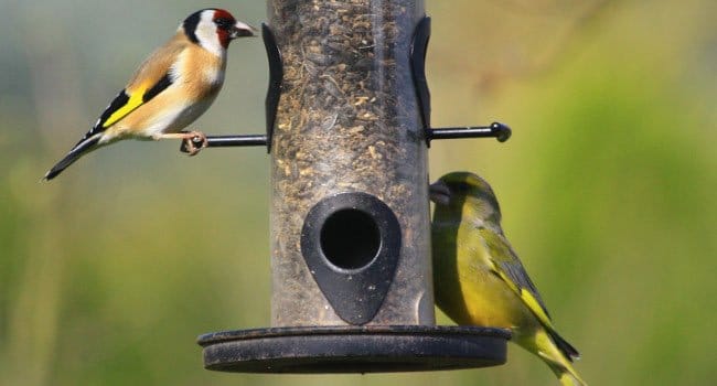 photo d'illustration d'oiseaux à la mangeoire