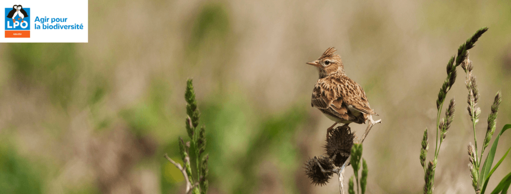 Méprisant la biodiversité, le président Macron offre le piégeage aux chasseurs…