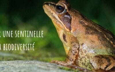 Devenir une sentinelle de la biodiversité