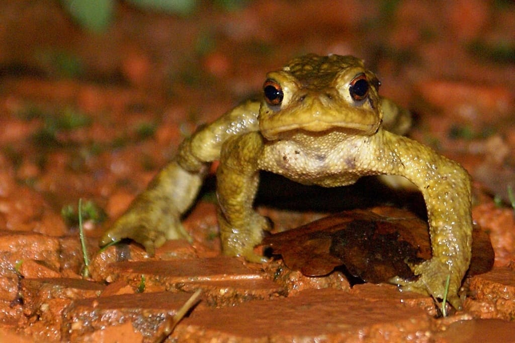 Photo d'illustration de l'article sur le crapauduc du Lac de Maine