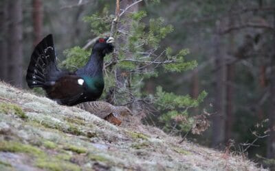 Arrêt de la chasse au Grand Tétras : soutenez le projet