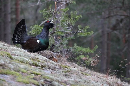 Arrêt de la chasse au Grand Tétras : soutenez le projet