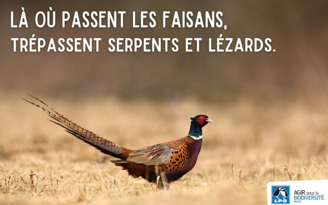 Là où passent les faisans, trépassent serpents et lézards