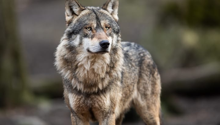 La LPO s’insurge contre la décision européenne de réduire la protection du loup