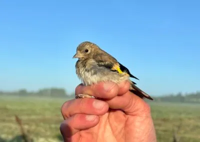 Chardonneret élégant juvénile